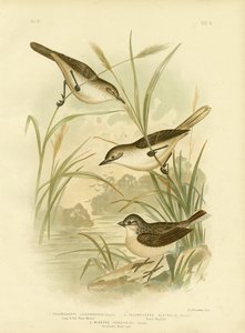 長期請求リードワーブラー、1891 作： Gracius Broinowski